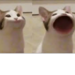 Poppy cats group