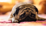 pets for life!