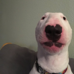 Walter The Dog