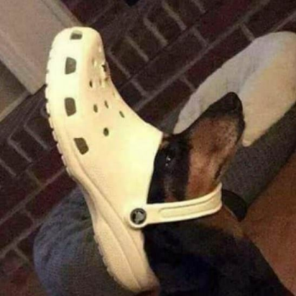 dog Roblox decal