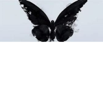 Black Butterfly Group<3