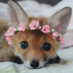 Foxies Group Hangout!