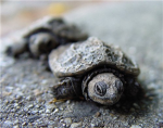 The Turtle Group