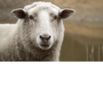 The offical sheep group...
