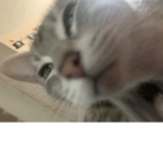 Citty Kat