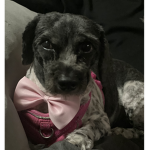 Dogs are the best animals in the world