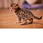RoyallyCats