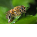 A group where we all pretend to be bees.