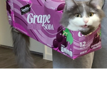 The Meow Meow Club.