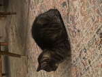 catsmart