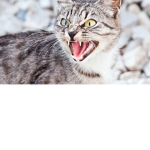 the kitty dog