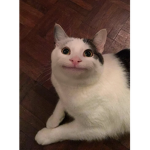 CIC Cat Intelligent Clan