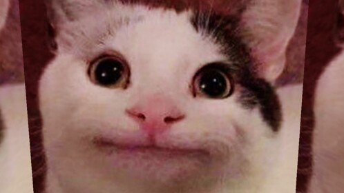 Cat Obby
