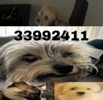 teddy x toby x snowy x cookie