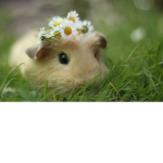Join if you like guinea pigs