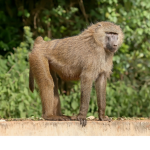 BaboonBaboom