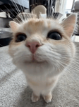 Kitty’s pro ipad kids