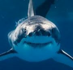Rise of the sharks
