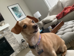 Anaimals to talk about