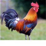 Rooster Gang !