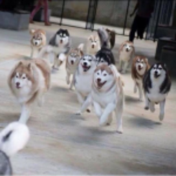 Husko!