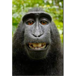 MUNKY NEED PRESIDENT