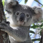 Ocean little koalas