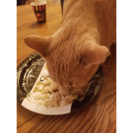 Cat for you