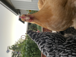 Fluffy chicken studios