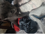 Mi cat
