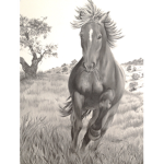 High Meadows Riding Academy