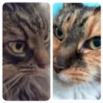 CATX GANG