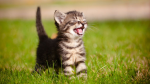 cats i like cats catcatcatcatcatcatcatcatcat