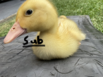 5SSDonnieplay army of subscribers