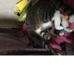 Cute kittens are very cute