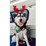 If you love dogs join now