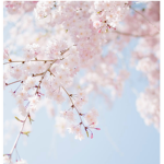 Pretty Cherry Blossoms