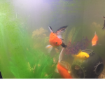 Fish gang of food