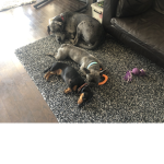 Dog Squad xoxo