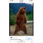 Grizzly_bear