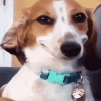 Smiling dog Roblox decal