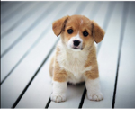 Liebe für Hunde