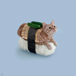 Catsushi