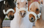 Hallow and her ponys