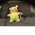 The pug club and Pokémon club