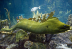 Random sea animal group