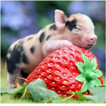 piggly wiggly