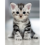 Cat support :) please join
