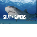 Shark savers are the best