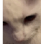 /e doodoo